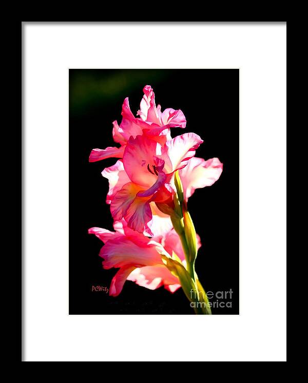 Galadiolus Framed Print featuring the photograph Majestic Gladiolus by Patrick Witz