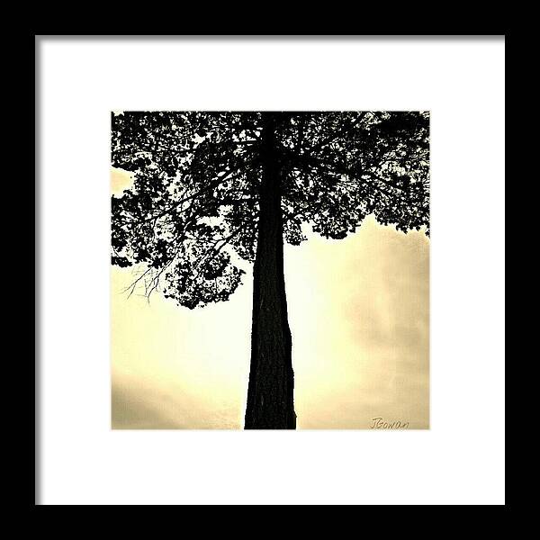 Treelove Framed Print featuring the photograph Majestic Tree Sepia. #treetop #tree by Jess Gowan