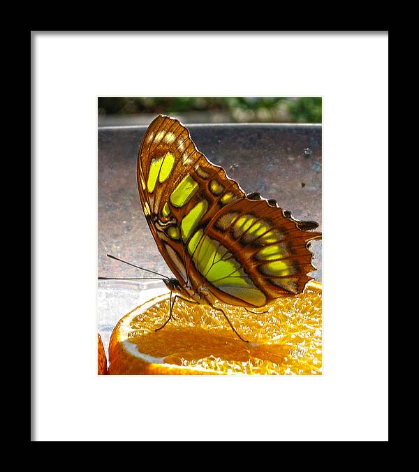 Butterfly Framed Print featuring the photograph Malachite And Orange by Marie Morrisroe