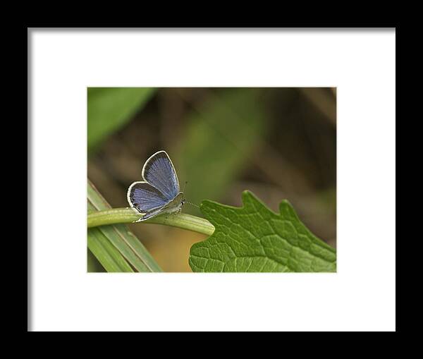 Blue Framed Print featuring the photograph Male Eastern Tailed Blue Butterfly 3063 by Michael Peychich