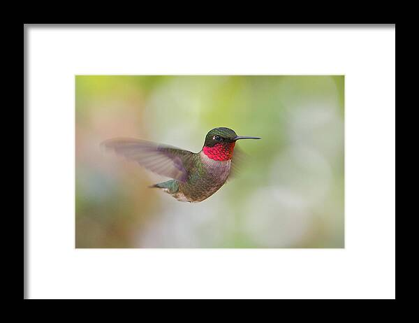 Ruby-throated Hummingbird Framed Print featuring the photograph Male in Flight by Dale J Martin