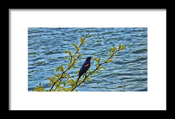 Male Bird Framed Print featuring the photograph Male Red-Winged Blackbird by Bill and Linda Tiepelman