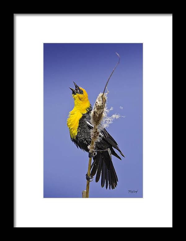 Yellow Framed Print featuring the photograph Male Yellow-headed Blackbird in Mating Display by Fred J Lord