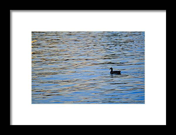 America Framed Print featuring the photograph Mallard Duck and Blue Water by Marianne Campolongo
