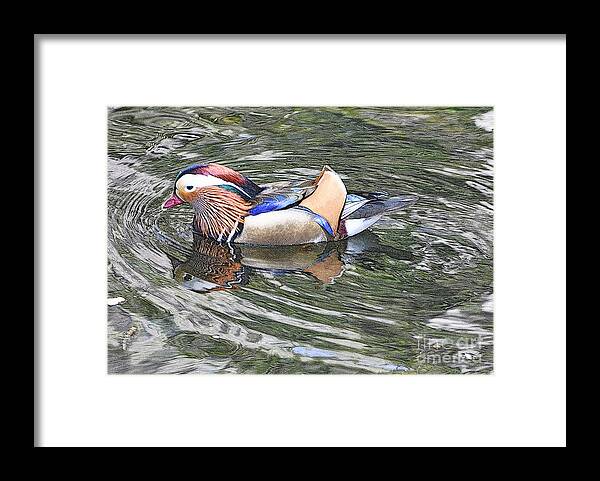 Ducks Framed Print featuring the photograph Mandarin Duck by Lydia Holly