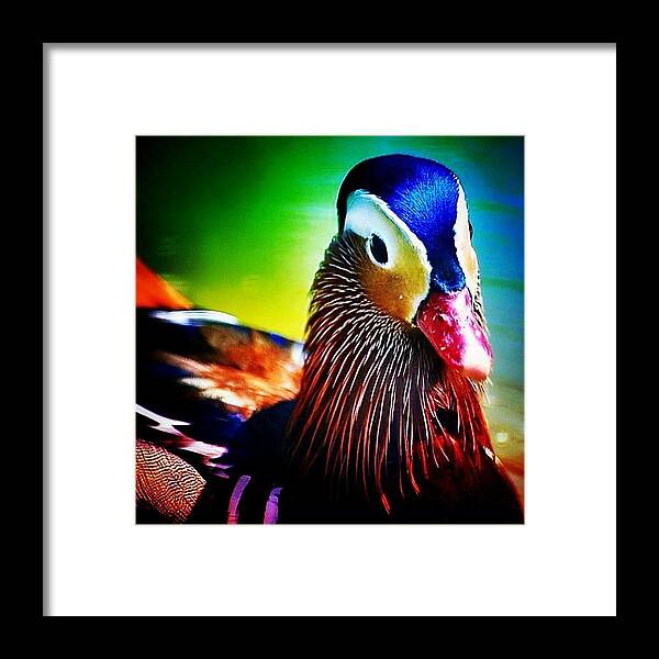 Englad Framed Print featuring the photograph Mandarin by Mehmet Kali