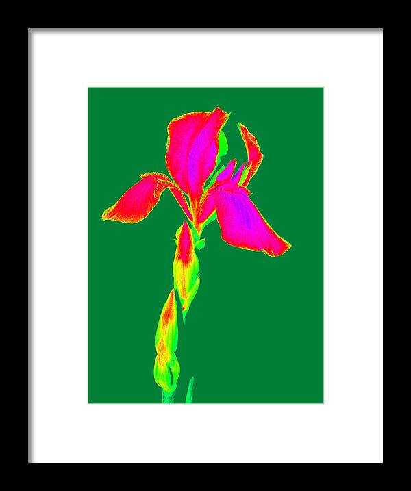 Iris Framed Print featuring the photograph Manipulated Beauty by Kim Galluzzo Wozniak