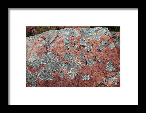 Map Lichen Framed Print featuring the photograph Map Lichen by Ted Kinsman