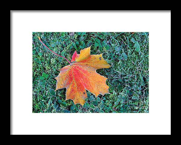Autumn Framed Print featuring the photograph Maple Leaf by Hannes Cmarits