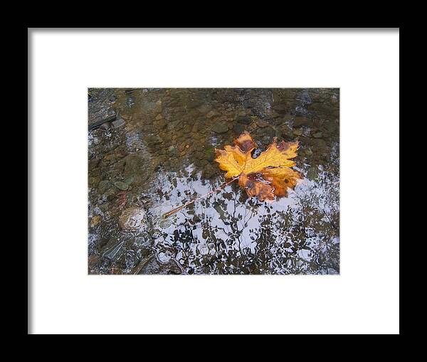 Maple Leaf Framed Print featuring the photograph Maple Leaf Reflection 3 by Peter Mooyman