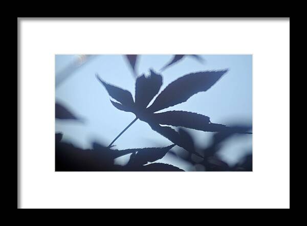 Maple Leaf Shadow Framed Print featuring the photograph Maple shadow by Douglas Pike