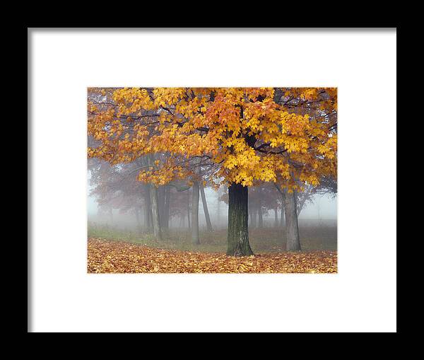 Maple Leaf Leaves Trees Mist Fog Golden Yellow Orange Red Autumn Fall Foliage Wisconsin Framed Print featuring the photograph Maples in the Mist by Leda Robertson