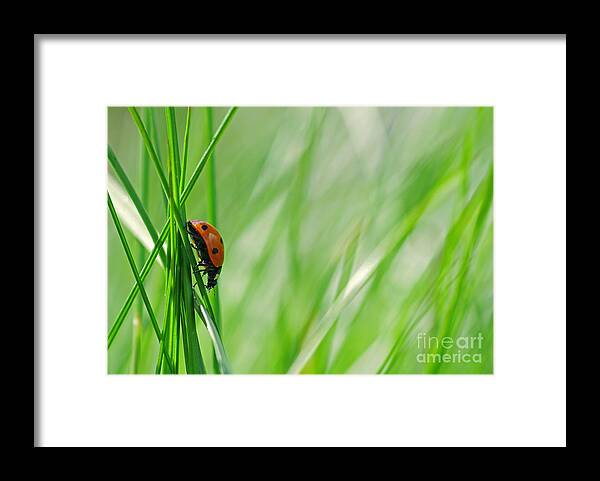 Ladybirds Framed Print featuring the photograph Ladybug in the meadow by Tanja Riedel