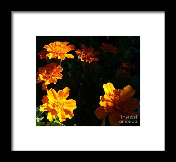 Marigolds Flowers Plants Gardening Sunshine Sunrise Horticulture Hobbies Framed Print featuring the photograph Marigold Sunrise by Jim Sauchyn