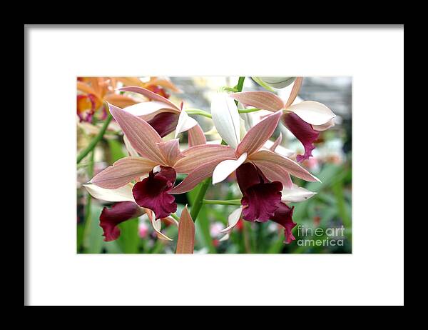 Flowers Framed Print featuring the photograph Maroon Bloom by Debbie Hart