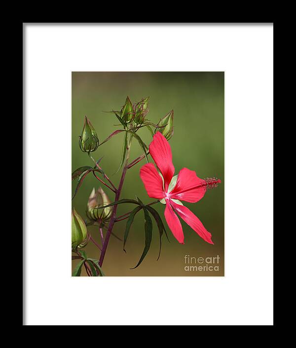 Flowers Of Florida Framed Print featuring the photograph Marsh Hibiscus by Jennifer Zelik