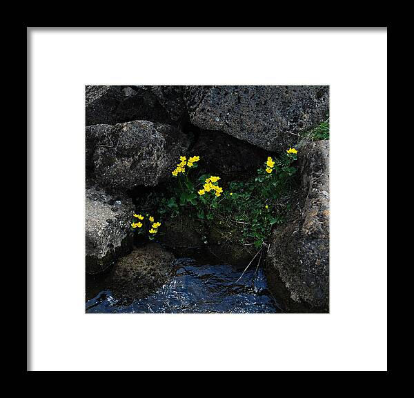  Framed Print featuring the photograph Marsh Marigolds III by Marilynne Bull