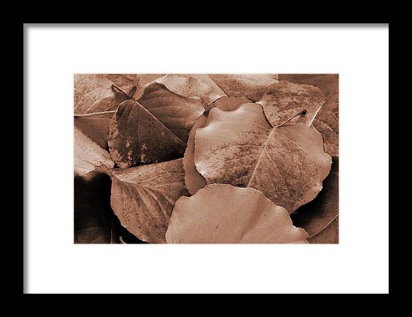 Leaves Framed Print featuring the photograph Masculine Leaves by Sheila Kay McIntyre