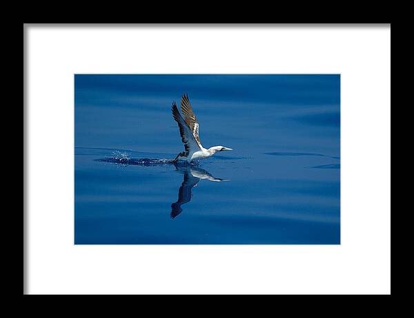 Masked Booby Framed Print featuring the photograph Masked Booby by Bradford Martin