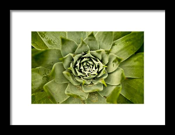 Plant Framed Print featuring the photograph Maw by Justin Albrecht