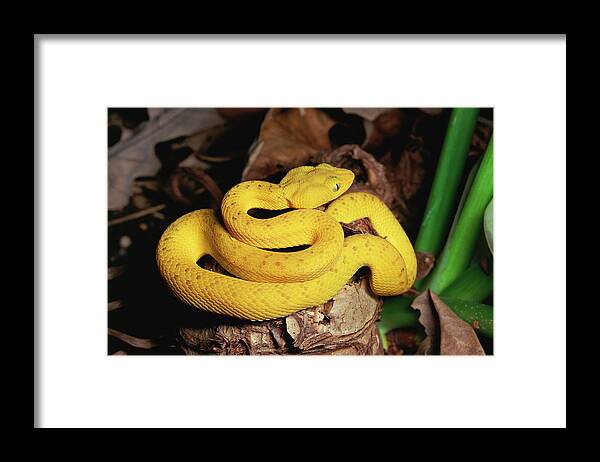 Mp Framed Print featuring the photograph Mcgregors Pit Viper Trimeresurus by Michael & Patricia Fogden
