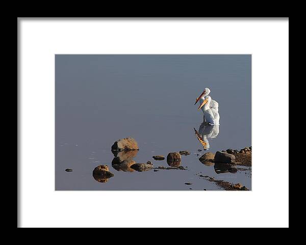 Pelican Framed Print featuring the photograph Me And My Gal by Donna Blackhall