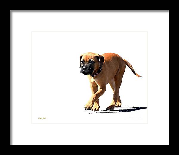 Dog Framed Print featuring the digital art Me and My Shadow 5 by Dale  Ford