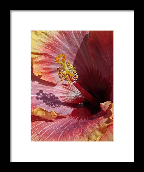 Hibiscus Framed Print featuring the photograph Me and My Shadow by Chris Anderson