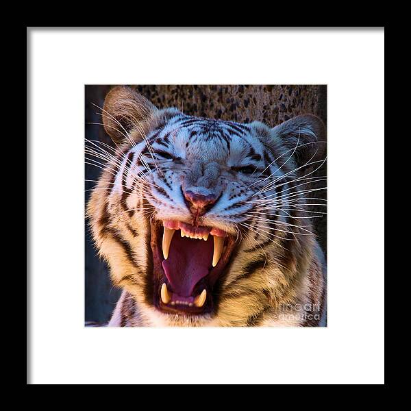 Bengal Tiger Framed Print featuring the photograph Meow by Adam Jewell