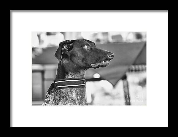 Dog Framed Print featuring the photograph Mesmerized by Eunice Gibb
