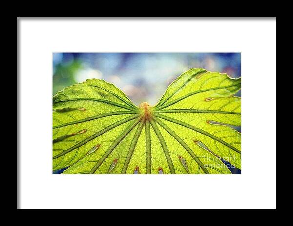 Nature Framed Print featuring the photograph Metamorphosis by Ellen Cotton