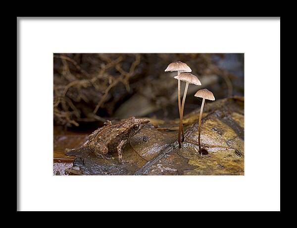 00479128 Framed Print featuring the photograph Microhylid Frog Papua New Guinea by Piotr Naskrecki