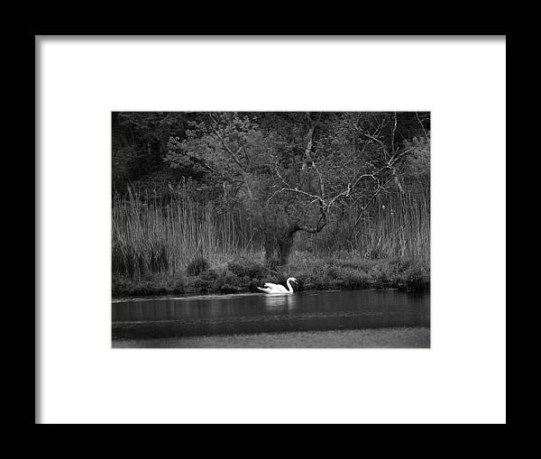 Swan Framed Print featuring the photograph Midnight Swan by Diane Giurco