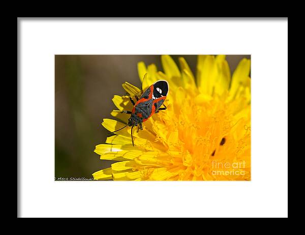 Milkweed Bug Framed Print featuring the photograph Milkweed Bug by Mitch Shindelbower