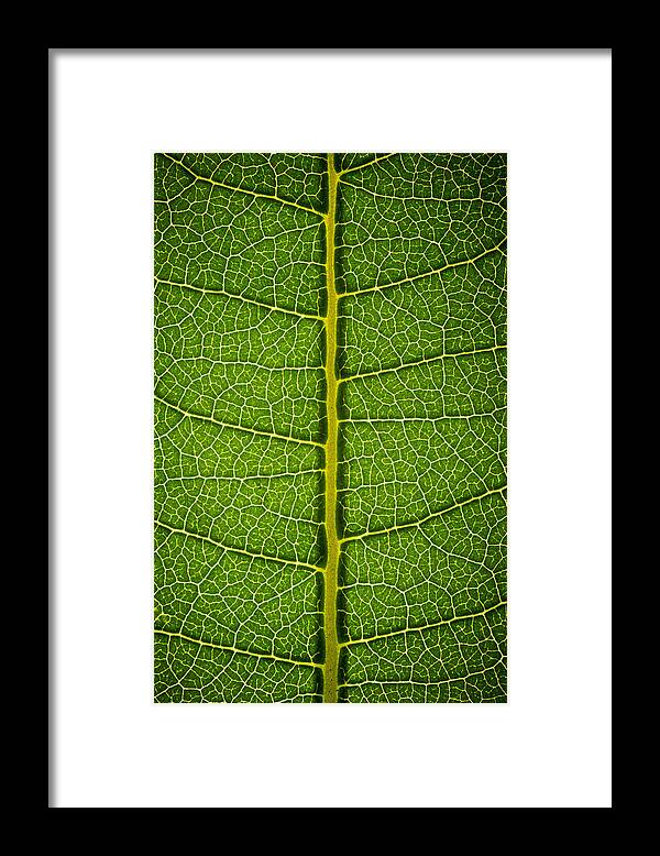 Gadomski Framed Print featuring the photograph Milkweed Leaf by Steve Gadomski