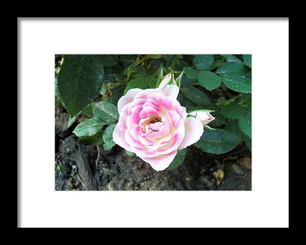 Rose Framed Print featuring the photograph Miniature Rose by Michelle Miron-Rebbe