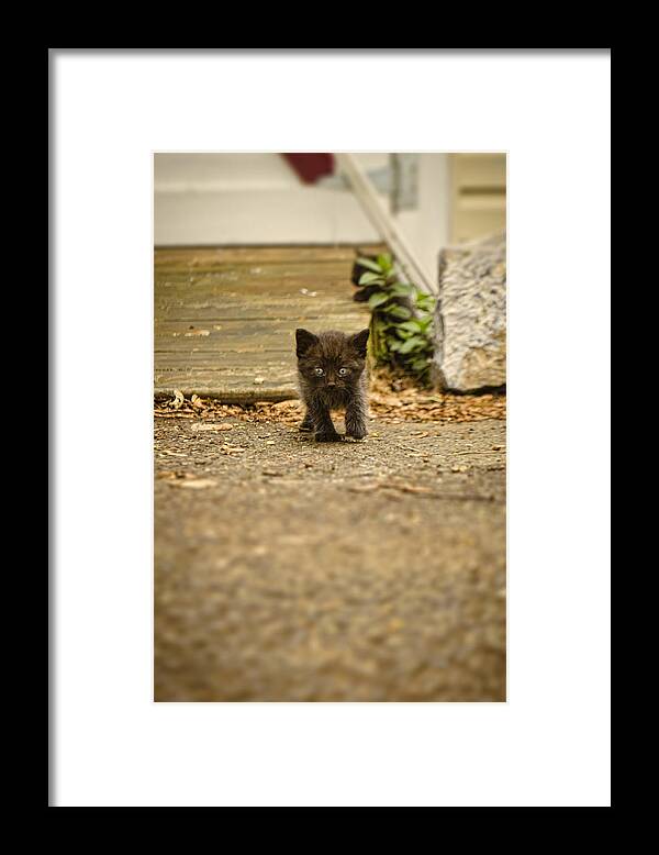 Kitten Framed Print featuring the photograph Miniature Stalker by Heather Applegate