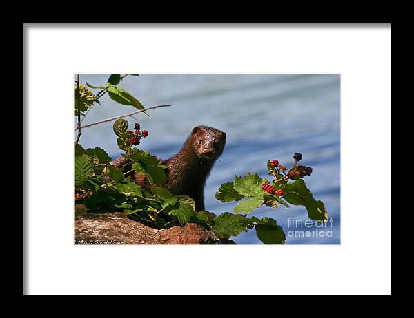 Mink Framed Print featuring the photograph Mink In Blackberries. by Mitch Shindelbower