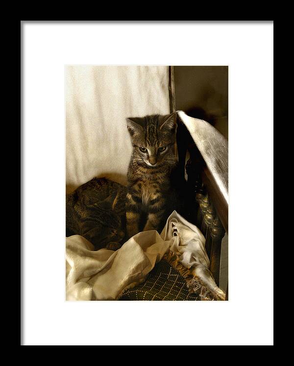 Cat Framed Print featuring the photograph Mischief Resting by Marilyn Marchant