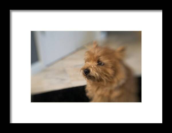 Norwich Terrier Framed Print featuring the digital art Missing You by Susan Stone
