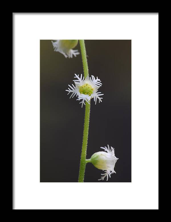 Miterwort Framed Print featuring the photograph Miterwort Flowers by Daniel Reed