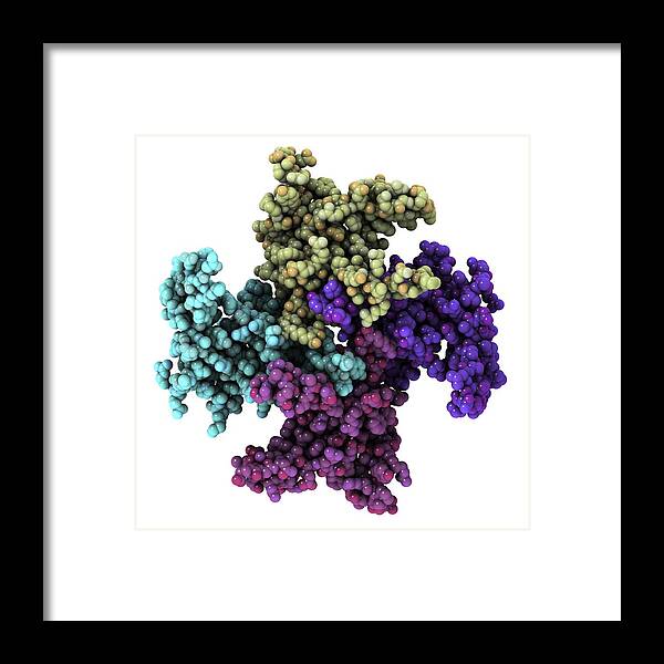 Artwork Framed Print featuring the photograph Mitochondrial Rna Binding Proteins by Laguna Design