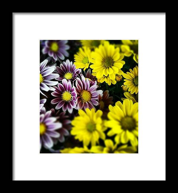 Landscape Framed Print featuring the photograph Mixed beauty by Chasity Johnson