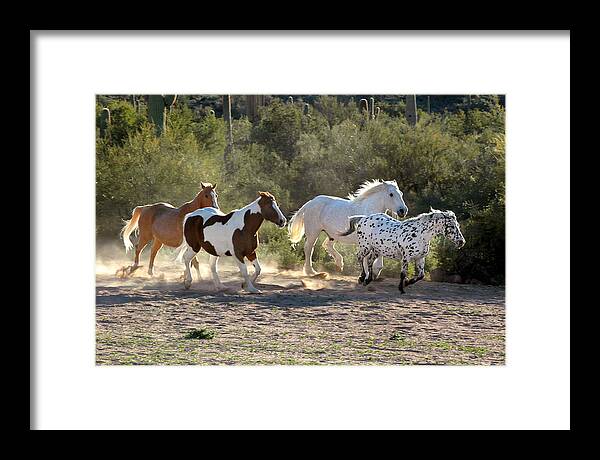 Horses Framed Print featuring the photograph Mixed Herd Arizona by Joanne West