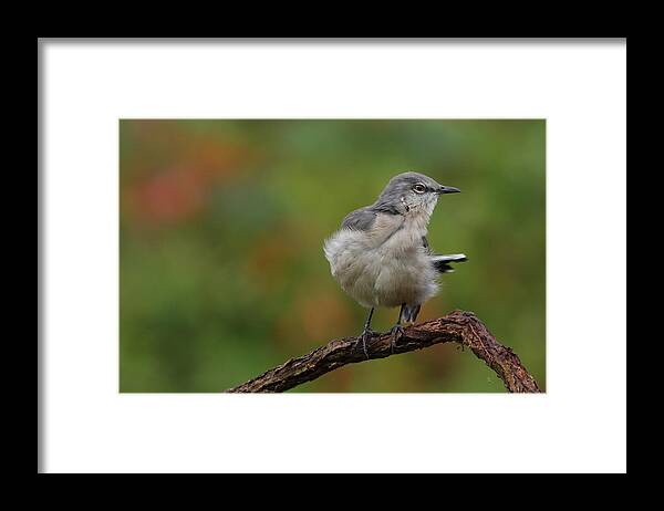 Mocking Bird Framed Print featuring the photograph Mocking Bird Perched In The Wind by Daniel Reed