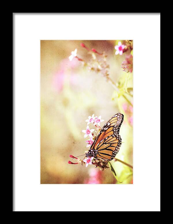 Monarch Framed Print featuring the photograph Monarch Canvas by Joel Olives