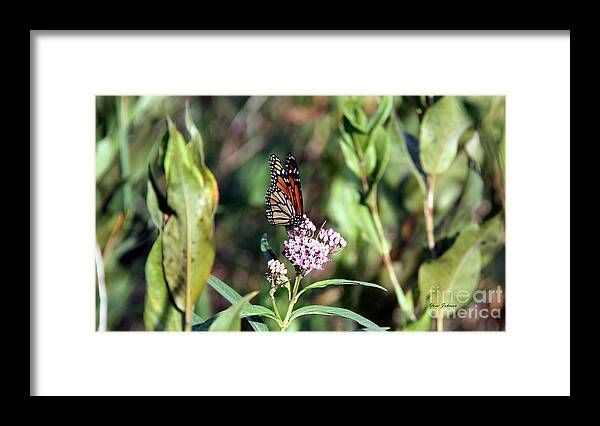 Monarch Framed Print featuring the photograph Monarch on the wild flowers by Yumi Johnson