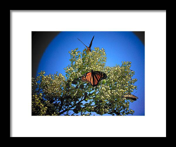 Butterfly Framed Print featuring the photograph Monarch Show by Sheri McLeroy