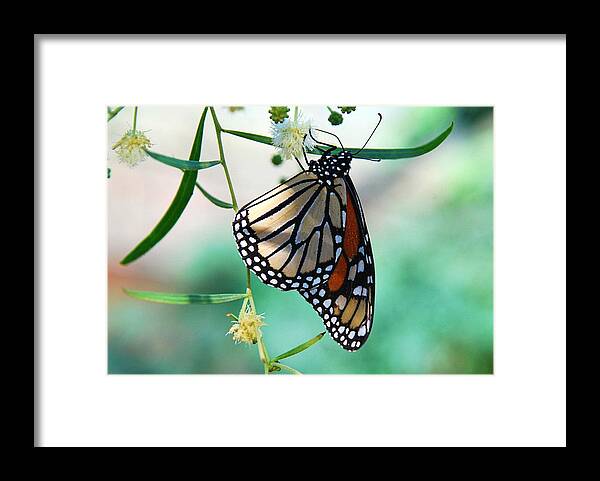 Monarch Framed Print featuring the photograph Monarch by Tam Ryan