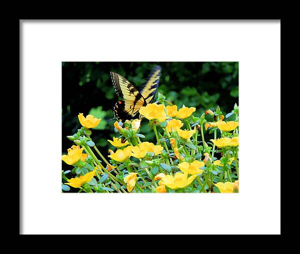 Monarch Butterfly Framed Print featuring the photograph Monarch by William Von der Goltz
